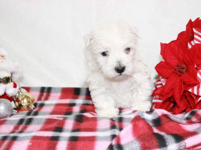 Sora, a Highland Terriers puppy at Hickory Lane Puppy in Indiana.