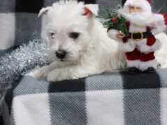 Photo2 for Spike