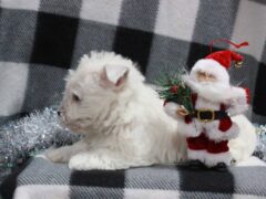 Photo1 for Spike