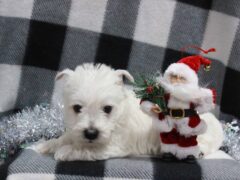 Photo4 for Spike