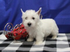 Photo3 for Spike
