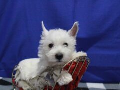 Photo4 for Spike