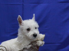 Photo2 for Spike