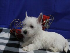 Photo1 for Spike