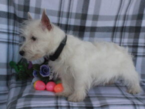 Photo of Scooter