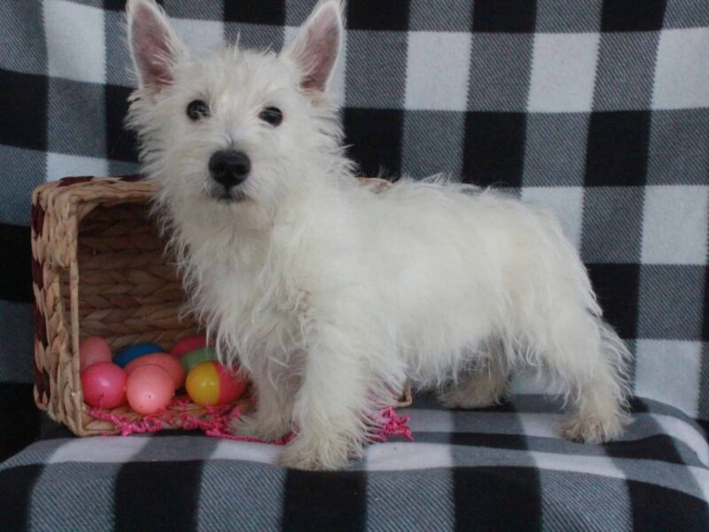 Spike, a Highland Terriers puppy at Hickory Lane Puppy in Indiana.