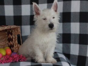 Spike at Hickory Lane Puppy