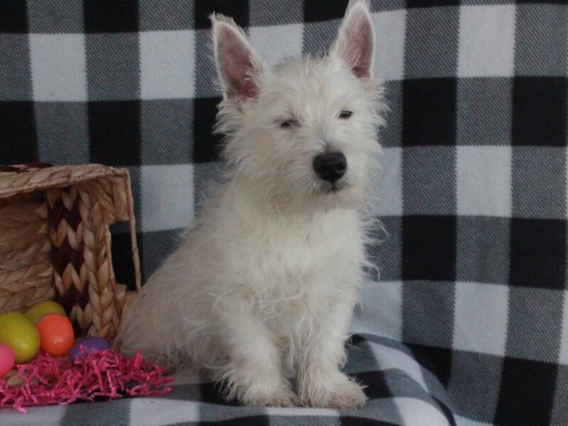 Spike, a Highland Terriers puppy at Hickory Lane Puppy in Indiana.