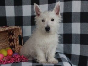 Spike at Hickory Lane Puppy