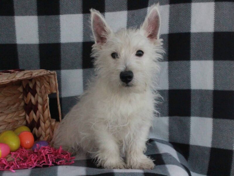 Spike, a Highland Terriers puppy at Hickory Lane Puppy in Indiana.