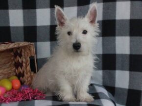 Photo of Spike