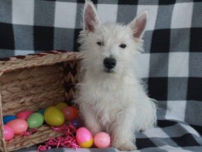 Spike at Hickory Lane Puppy
