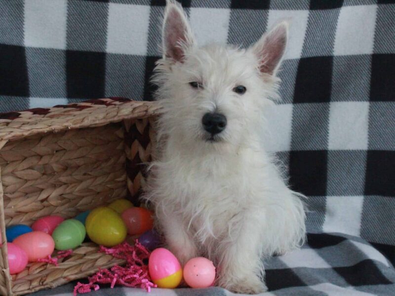 Spike, a Highland Terriers puppy at Hickory Lane Puppy in Indiana.