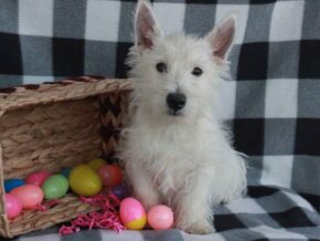 Spike at Hickory Lane Puppy