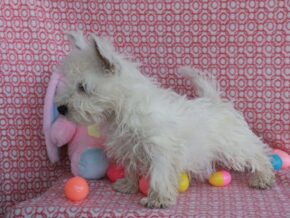 Sweetheart at Hickory Lane Puppy
