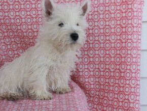 Sweetheart at Hickory Lane Puppy