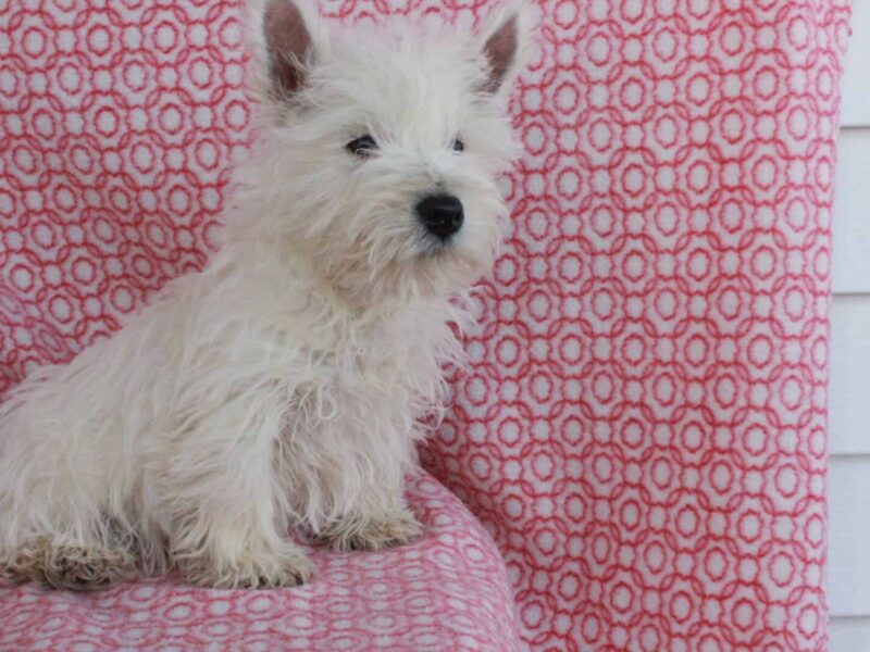 Sweetheart, a Highland Terriers puppy at Hickory Lane Puppy in Indiana.