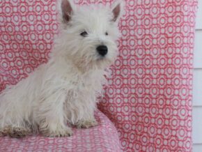 Photo of Sweetheart