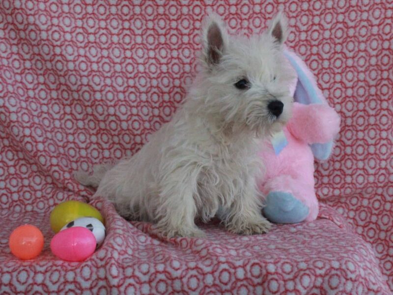 Sweetheart, a Highland Terriers puppy at Hickory Lane Puppy in Indiana.