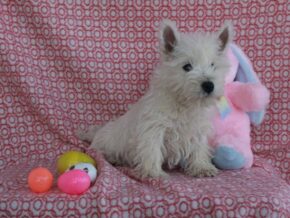 Sweetheart at Hickory Lane Puppy