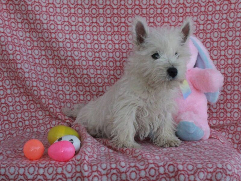 Sweetheart image
