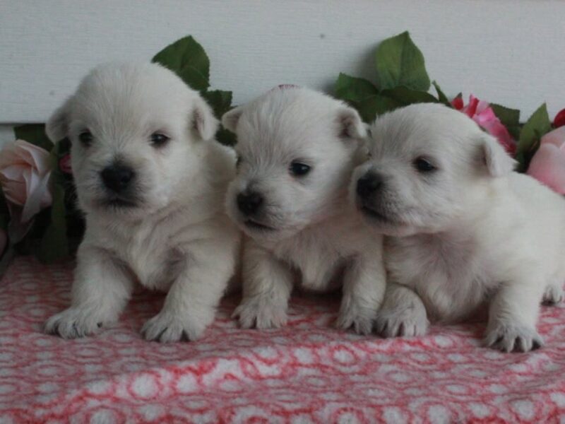 Hickory Lanes Lotrando Sparky-Nellie Highland Terriers image