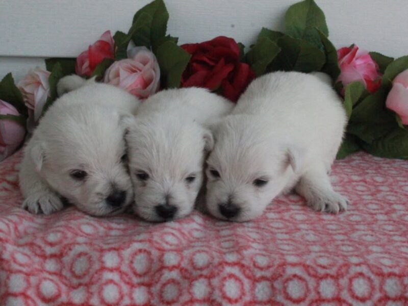 Hickory Lanes Lotrando Sparky-Nellie Highland Terriers image