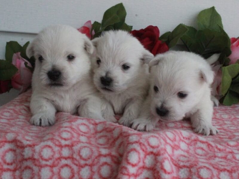 Hickory Lanes Lotrando Sparky-Nellie Highland Terriers image