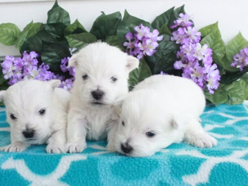 Hickory Lanes Lotrando Sparky-Nellie Highland Terriers image