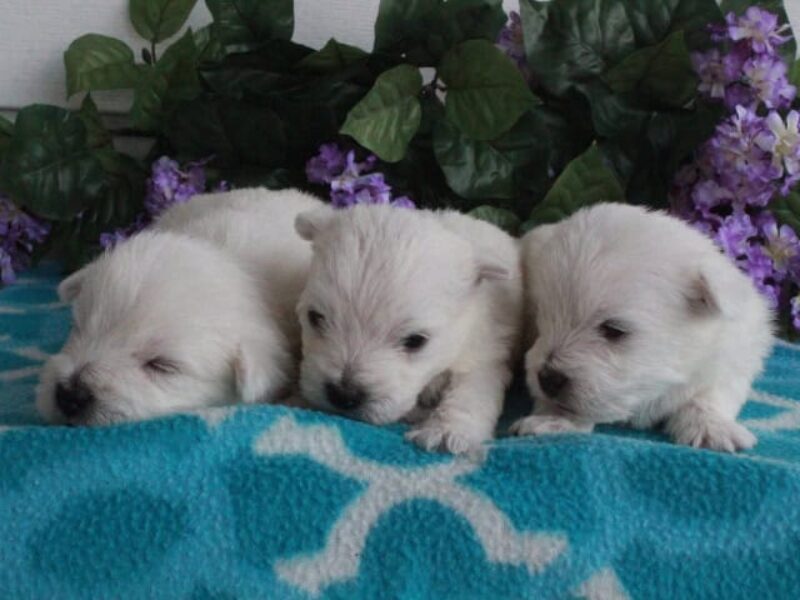 Hickory Lanes Lotrando Sparky-Nellie Highland Terriers image