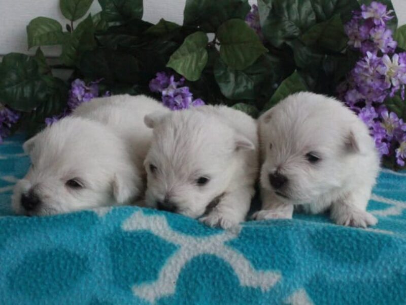 Hickory Lanes Lotrando Sparky-Nellie Highland Terriers image