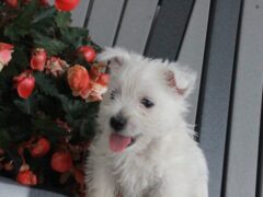 Photo1 for Buddy