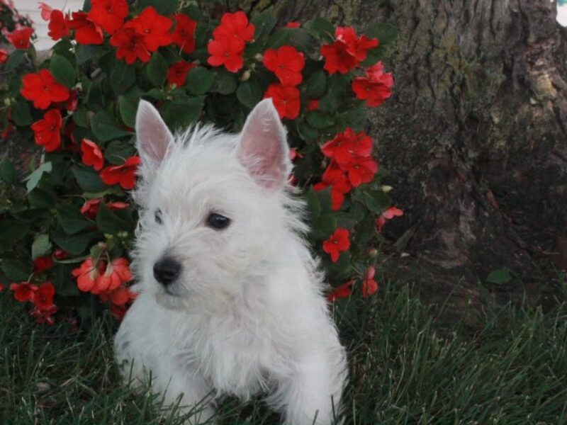 Buddy image