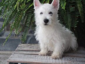 Photo of Buddy