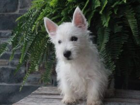 Photo of Buddy