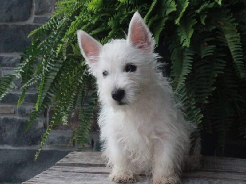 Buddy image