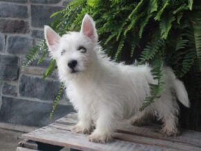 Photo of Buddy