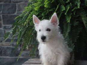 Image for Buddy