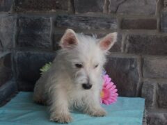 Photo1 for Buddy