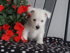 Photo4 for Maggie