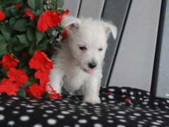 Photo3 for Maggie