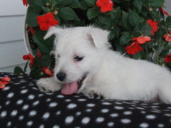 Photo1 for Maggie