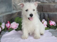 Photo3 for Maggie