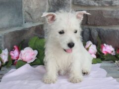 Photo2 for Maggie
