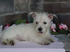 Photo1 for Maggie
