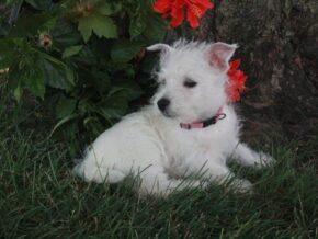 Image for Maggie