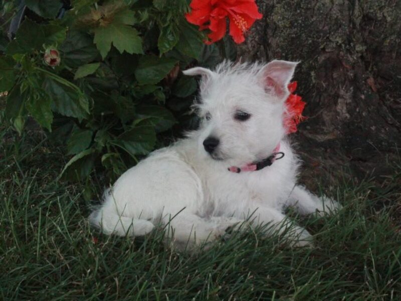 Maggie image