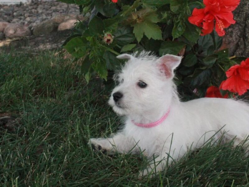 Maggie image