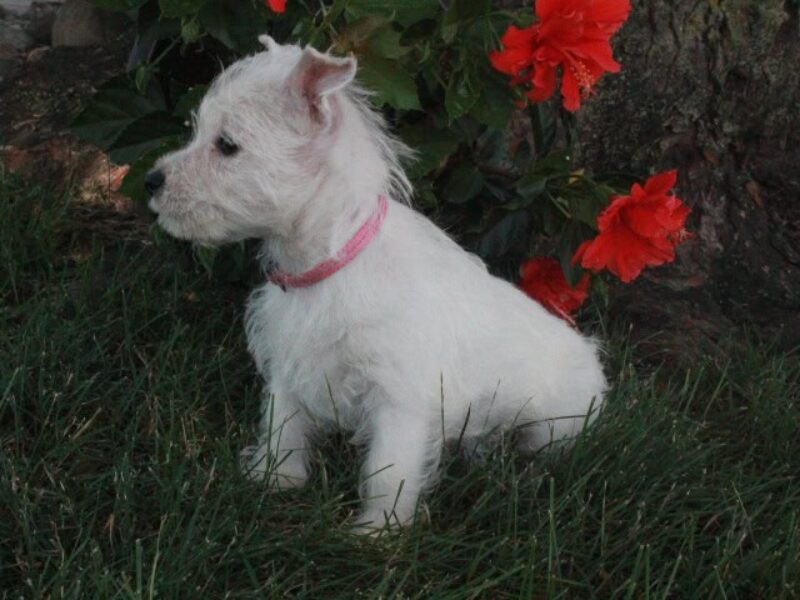 Maggie image