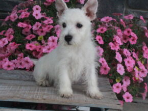 Image for Maggie